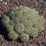 Mammillaria ‘Compressa’ (Mammillaria 'Compressa') – fotografia rastliny