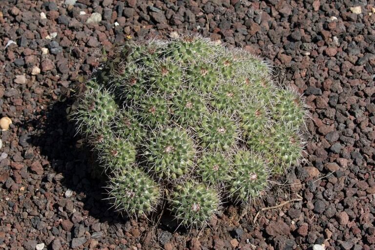 Mammillaria 'Compressa'