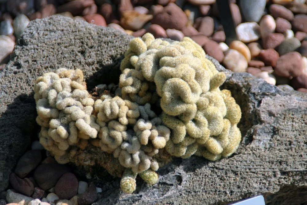 Cristata (Mammillaria elongata ‘Cristata’) (Mammillaria elongata 'Cristata')