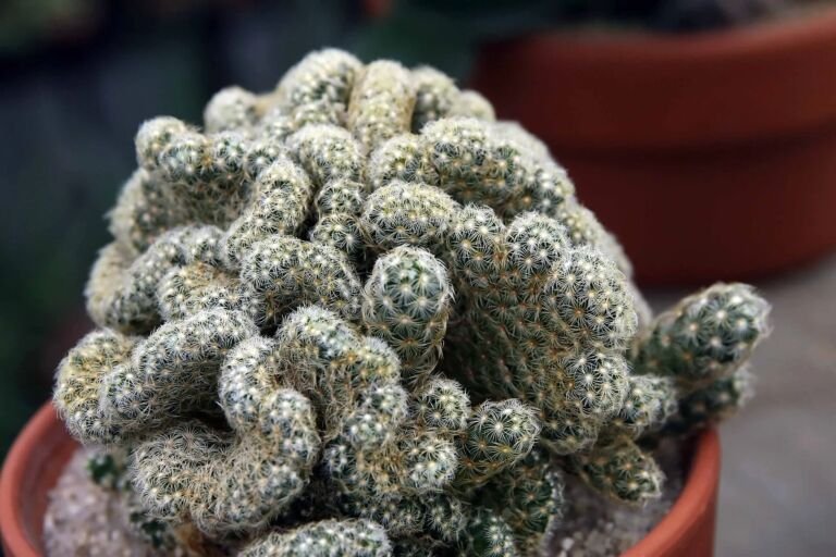 Mammillaria elongata 'Cristata'