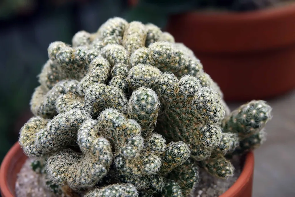 mamilária predĺžená (Mammillaria elongata) – v záhrade, fotografia rastliny