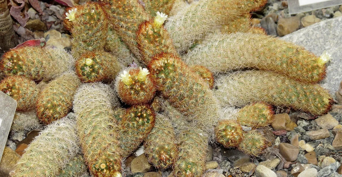 Gold Lace Cactus (Mammillaria elongata) – plant photo