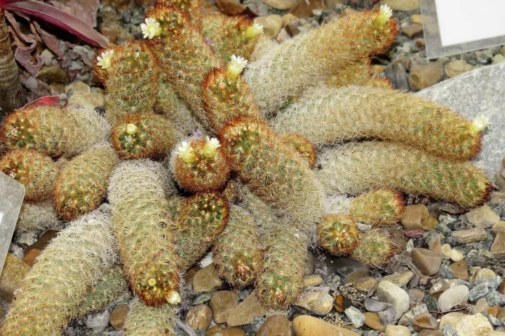 Mammillaria elongata