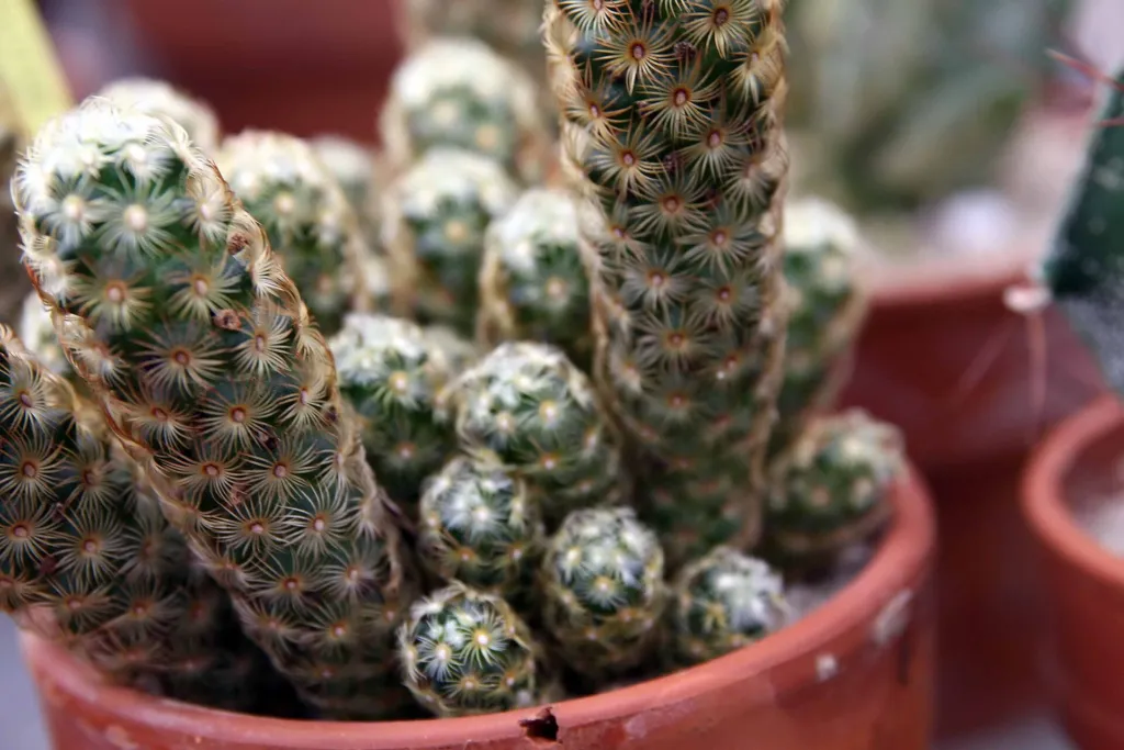 mamilária predĺžená (Mammillaria elongata) – v záhrade, fotografia rastliny