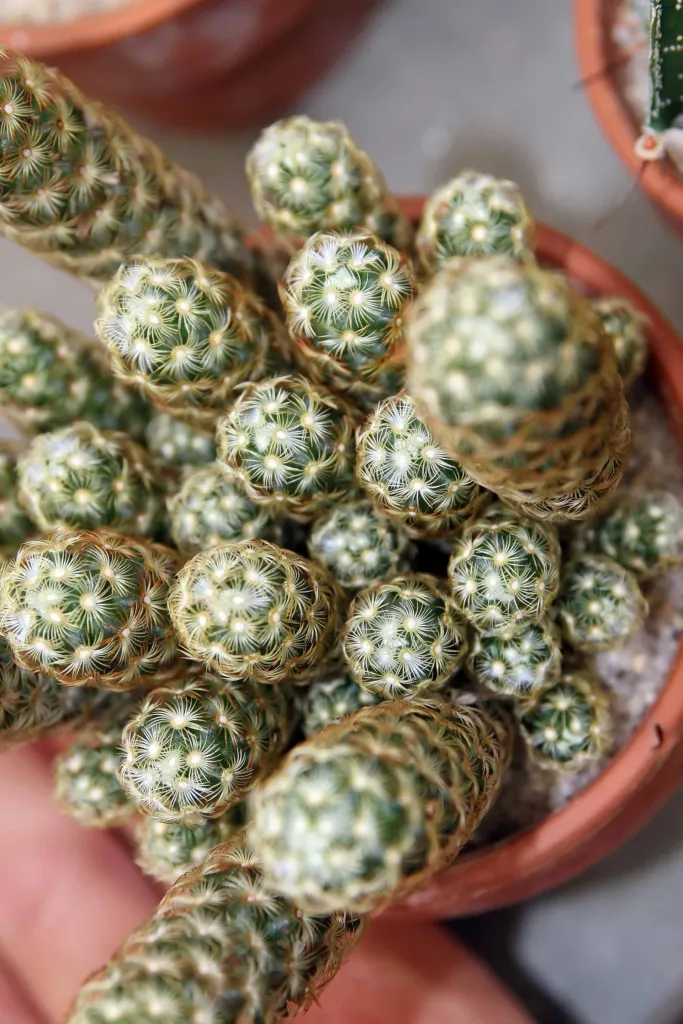 mamilária predĺžená (Mammillaria elongata) – v záhrade, fotografia rastliny