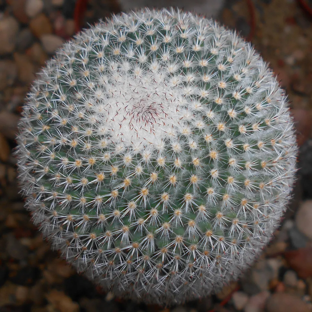 mamilária predĺžená (Mammillaria elongata) – v záhrade, fotografia rastliny