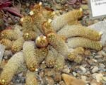Mammillaria elongata – Pflege