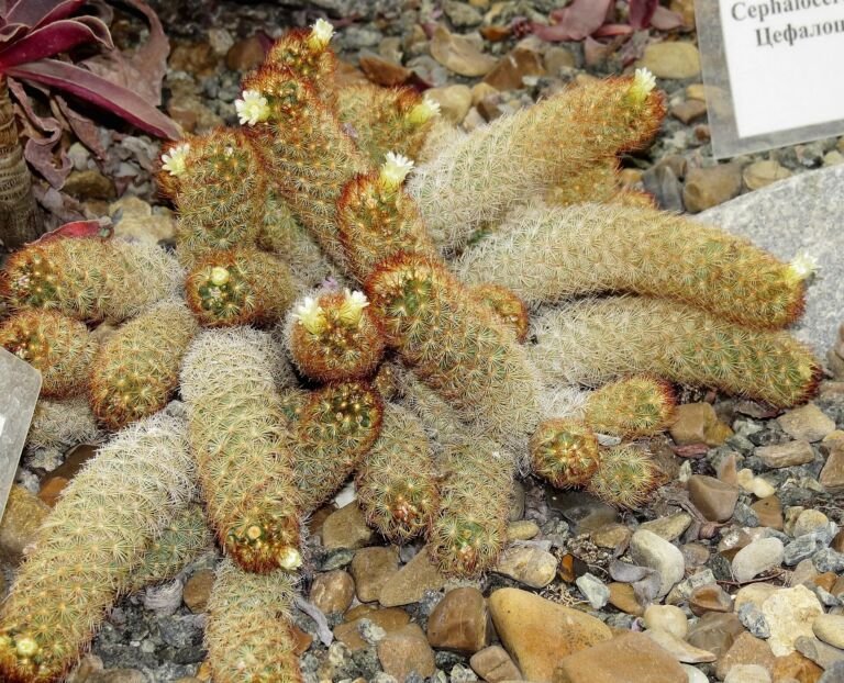 Mammillaria elongata