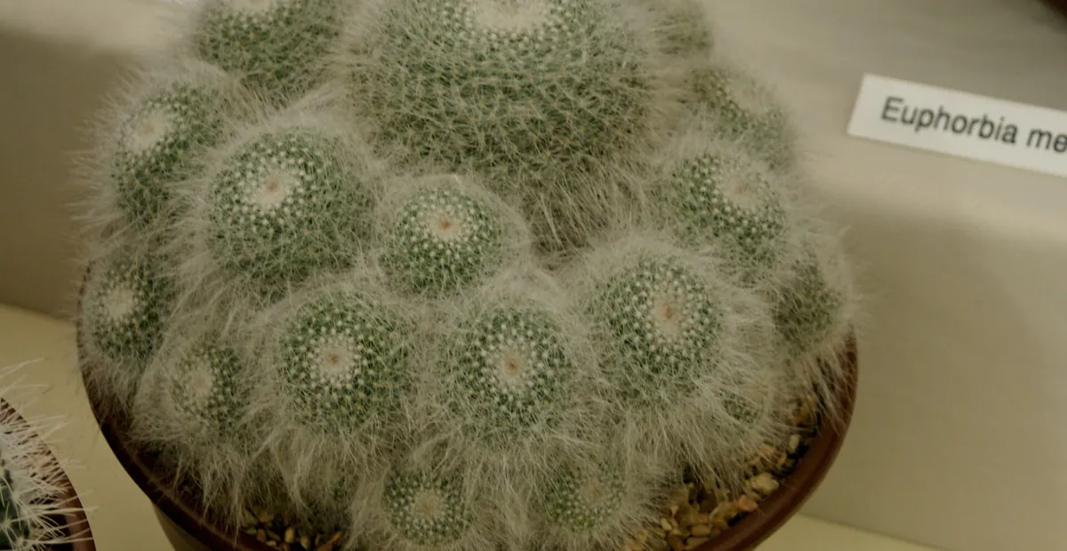 old woman cactus (Mammillaria hahniana) – plant photo