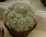 Old woman cactus (Mammillaria hahniana) care guide