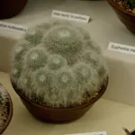 old woman cactus (Mammillaria hahniana) – plant photo