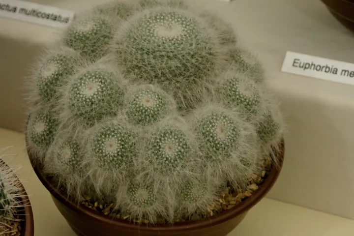 Mammillaria hahniana