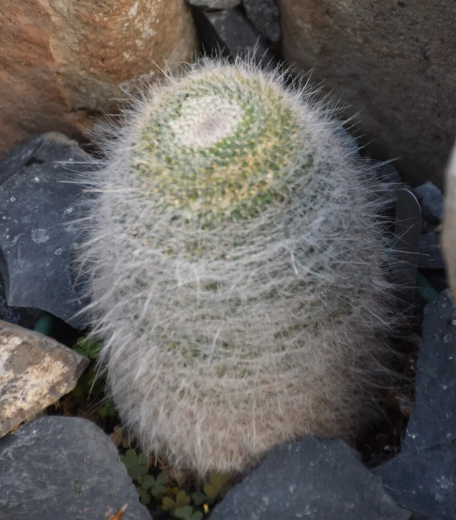 Mammillaria hahniana – (Mammillaria hahniana) – im Garten, Pflanzenfoto