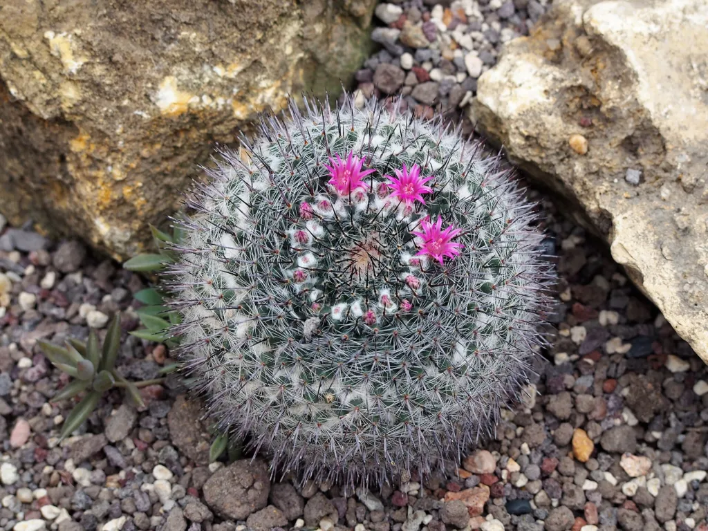 Mammillaria hahniana – (Mammillaria hahniana) – im Garten, Pflanzenfoto