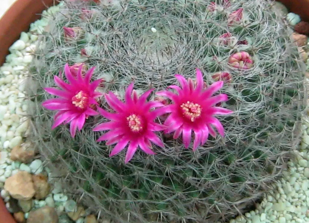 Mammillaria hahniana – (Mammillaria hahniana) – Blüten in Nahaufnahme, Pflanzenfoto