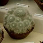 Mammillaria hahniana – (Mammillaria hahniana) – Pflanzenfoto