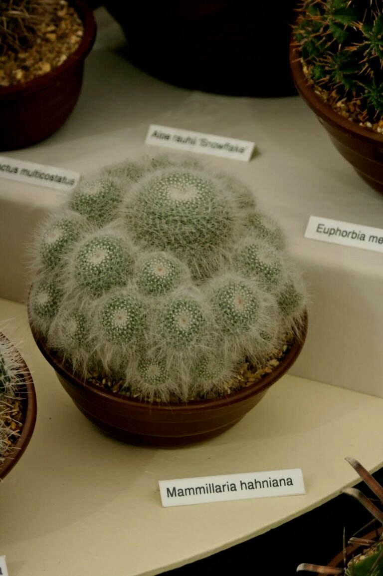 Mammillaria hahniana