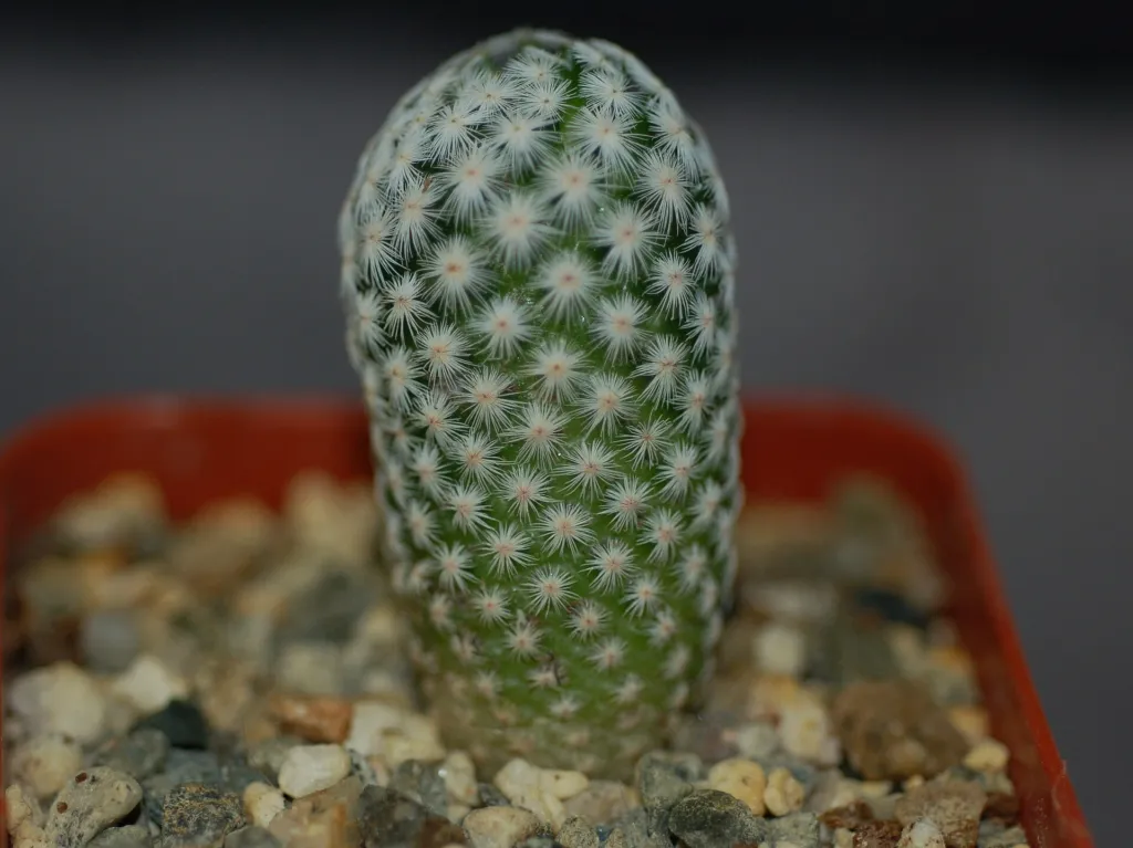 mamilária Herrerova (Mammillaria herrerae) – typický vzhľad, fotografia rastliny