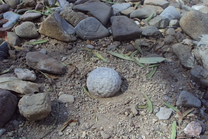 Mammillaria herrerae