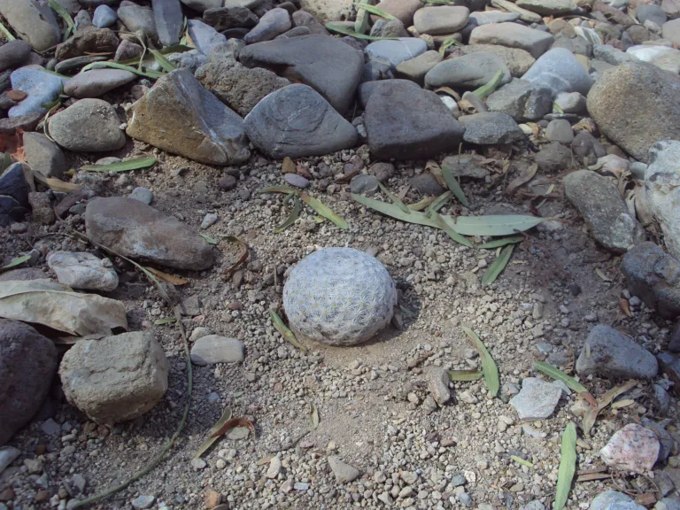Mammillaria herrerae