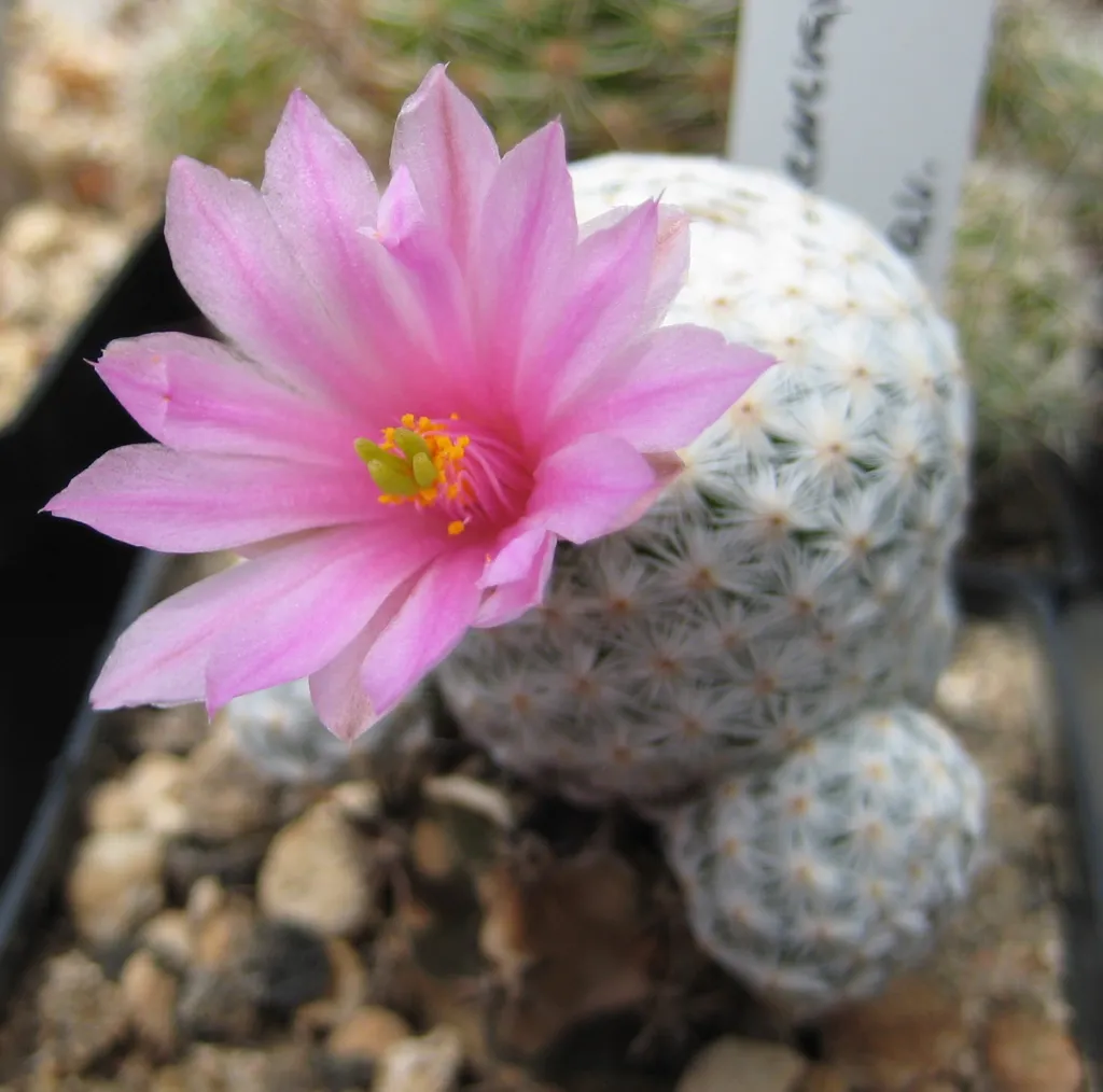 mamilária Herrerova (Mammillaria herrerae) – typický vzhľad, fotografia rastliny