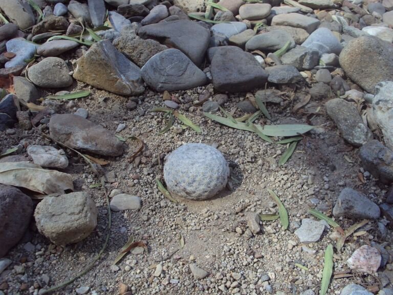 Mammillaria herrerae