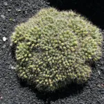 Mammillaria ‘Longimamma’ (Mammillaria 'Longimamma') – plant photo