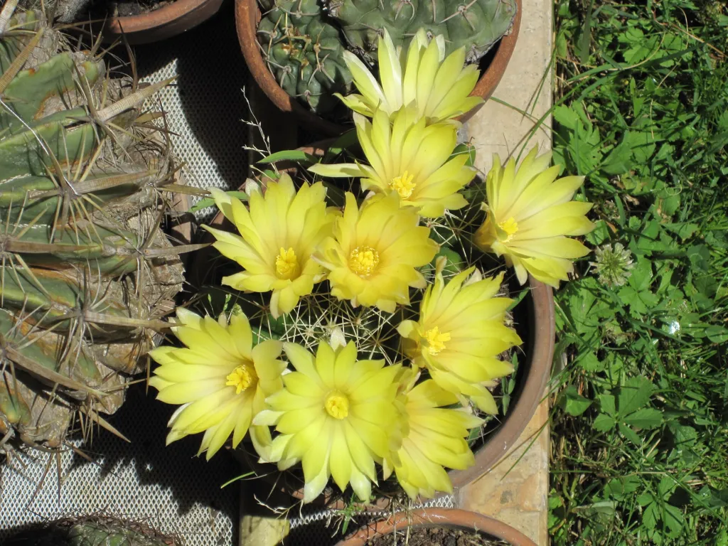 Mammillaria ‘Longimamma’ (Mammillaria 'Longimamma') – Blüten in Nahaufnahme
