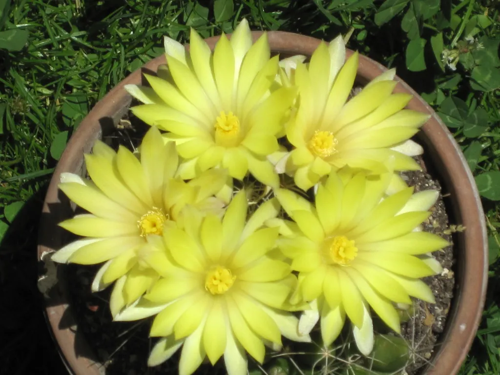 Mammillaria ‘Longimamma’ (Mammillaria 'Longimamma') – Blüten in Nahaufnahme