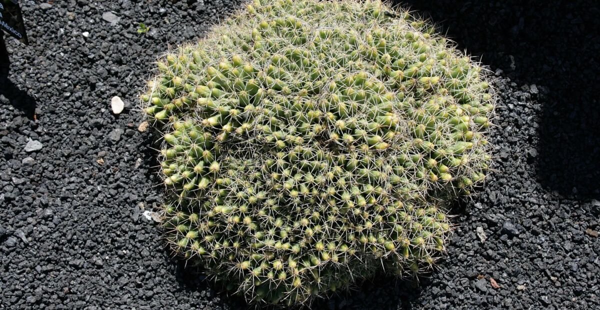 Mammillaria 'Longimamma' – Pflanzenfoto