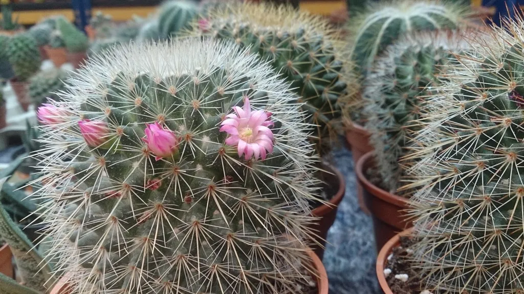 Mammillaria ‘Microhelia’ (Mammillaria 'Microhelia') – typický vzhľad, fotografia