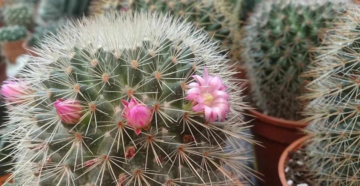 Mammillaria 'Microhelia' – plant photo
