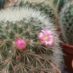 Mammillaria ‘Microhelia’ (Mammillaria 'Microhelia') – plant photo