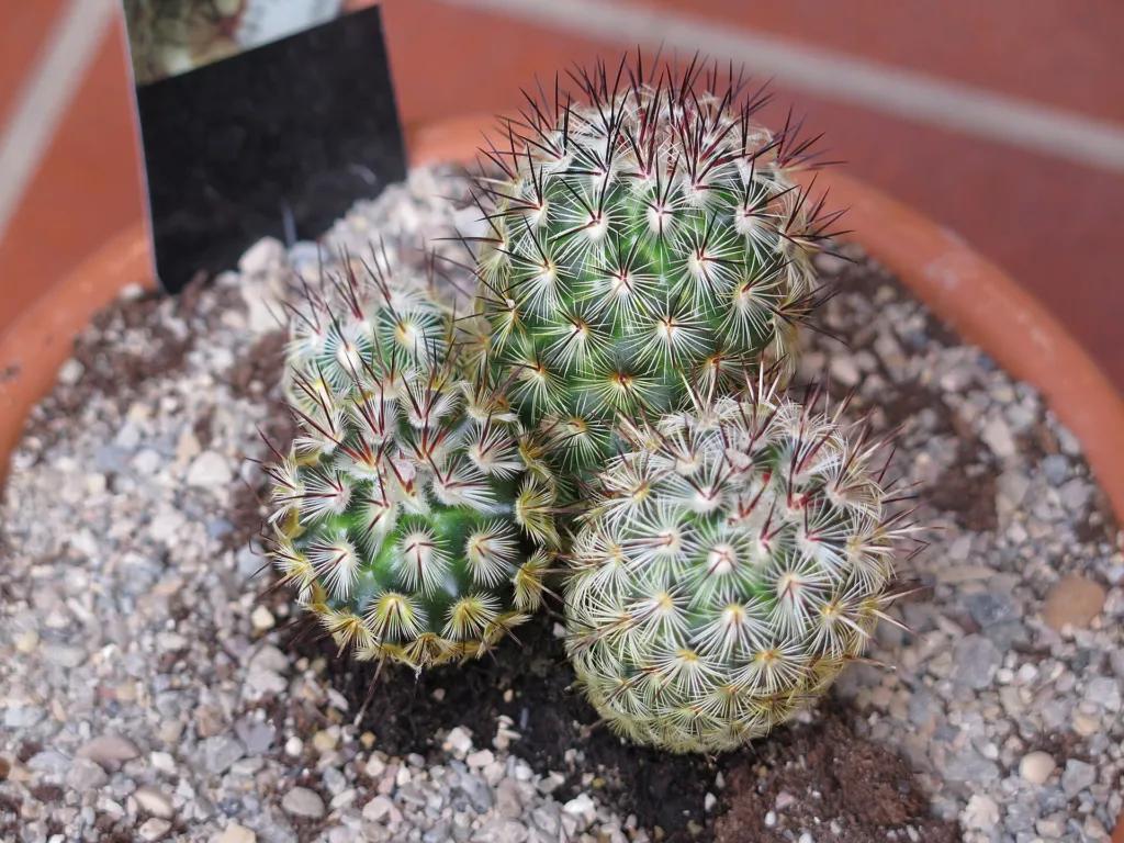Mammillaria ‘Microhelia’ (Mammillaria 'Microhelia') – typický vzhľad, fotografia