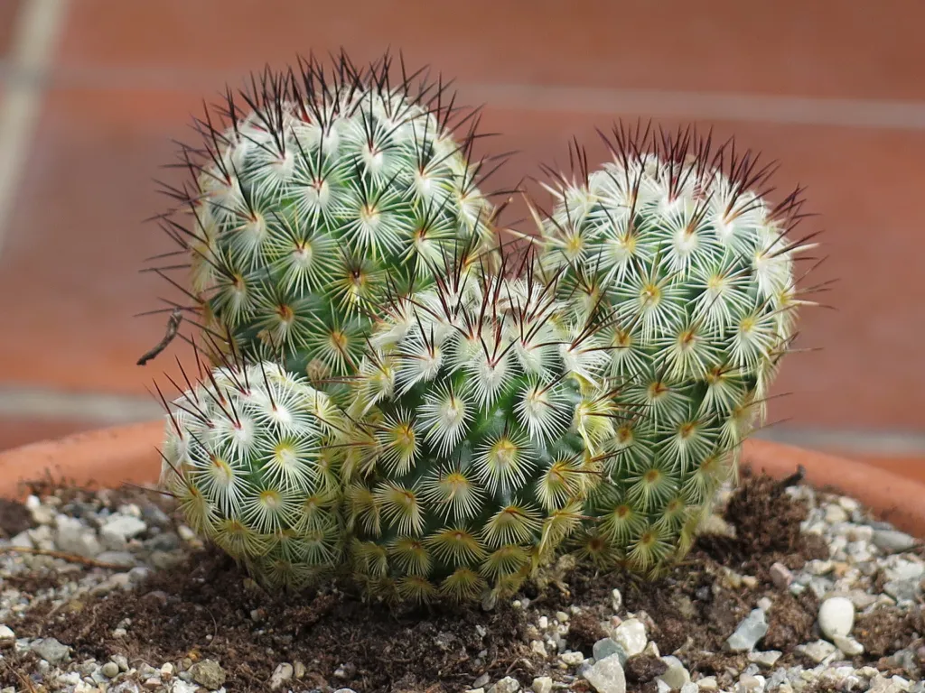 Mammillaria ‘Microhelia’ (Mammillaria 'Microhelia') – typický vzhľad, fotografia