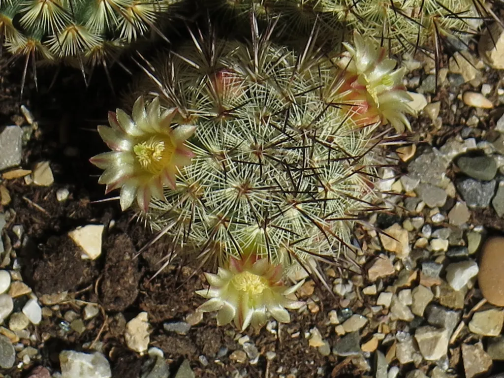 Mammillaria ‘Microhelia’ (Mammillaria 'Microhelia') – typický vzhľad, fotografia