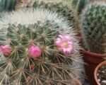 Mammillaria ‘Microhelia’