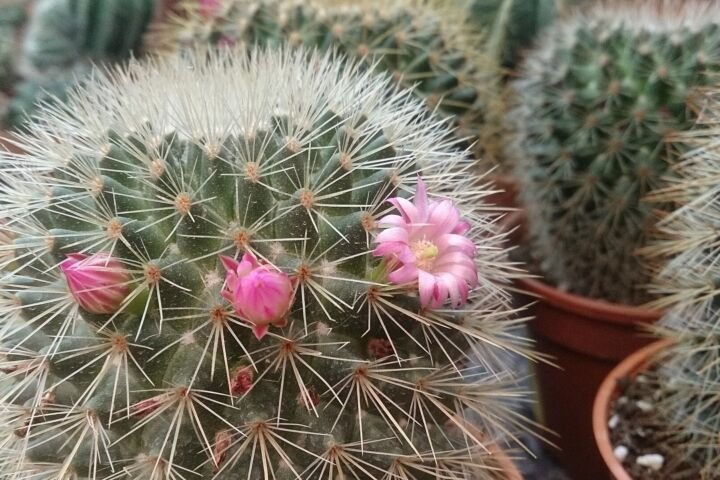 Mammillaria 'Microhelia'