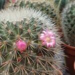 Mammillaria ‘Microhelia’ (Mammillaria 'Microhelia') – Pflanzenfoto