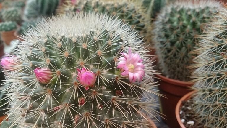 Mammillaria 'Microhelia'