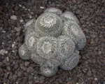 Owl-eye pincushion or owl-eye cactus (Mammillaria parkinsonii) care guide