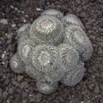 owl-eye pincushion or owl-eye cactus (Mammillaria parkinsonii) – plant photo