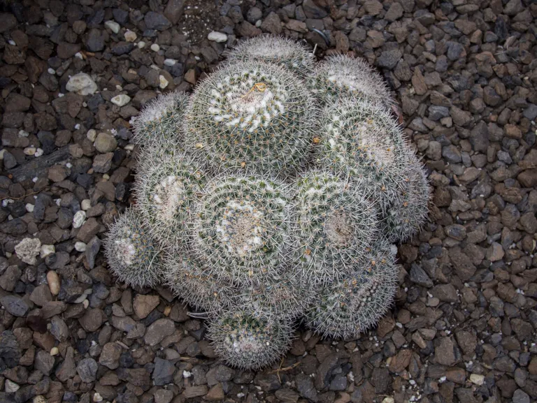 Mammillaria parkinsonii