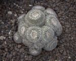 Mammillaria parkinsonii – Pflege