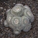 Mammillaria parkinsonii – (Mammillaria parkinsonii) – Pflanzenfoto