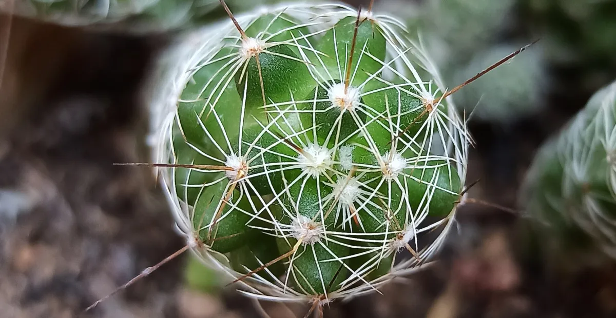 Mammillaria vetula gracilis – plant photo