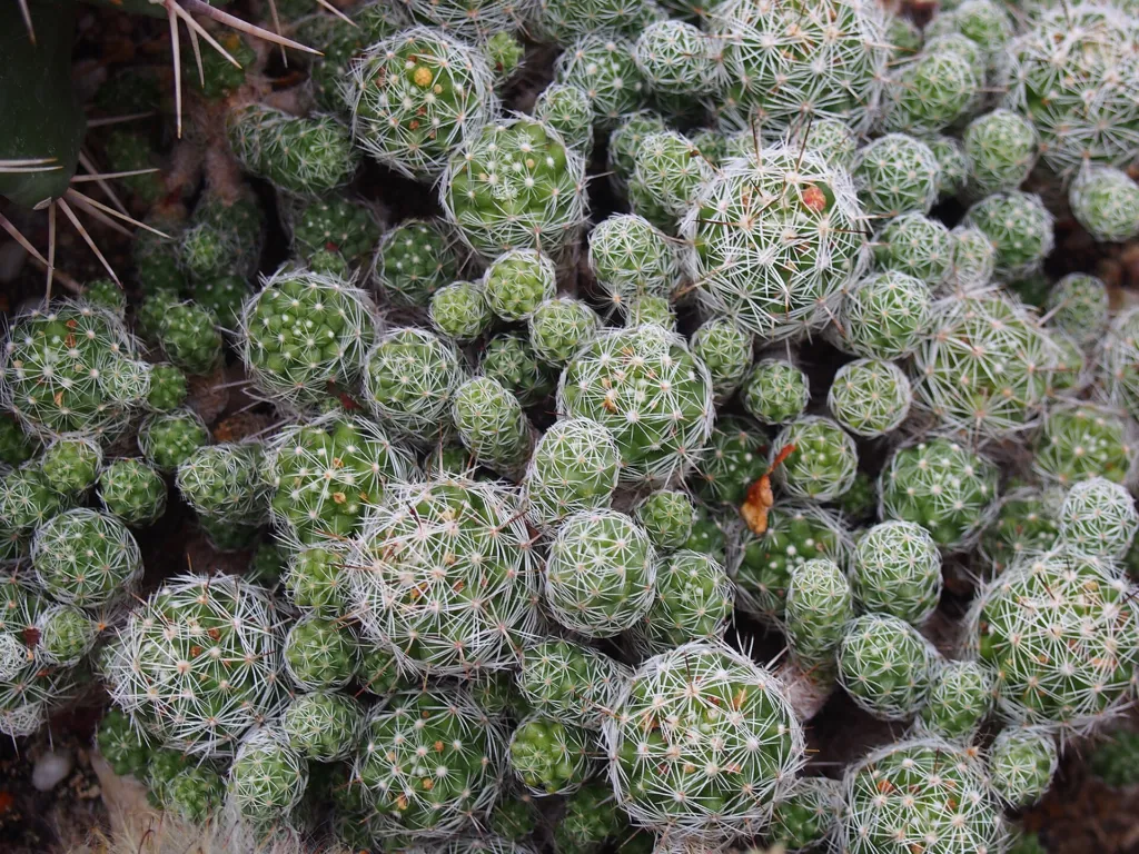 Mammillaria vetula gracilis – (Mammillaria vetula gracilis) – im Garten, Pflanzenfoto