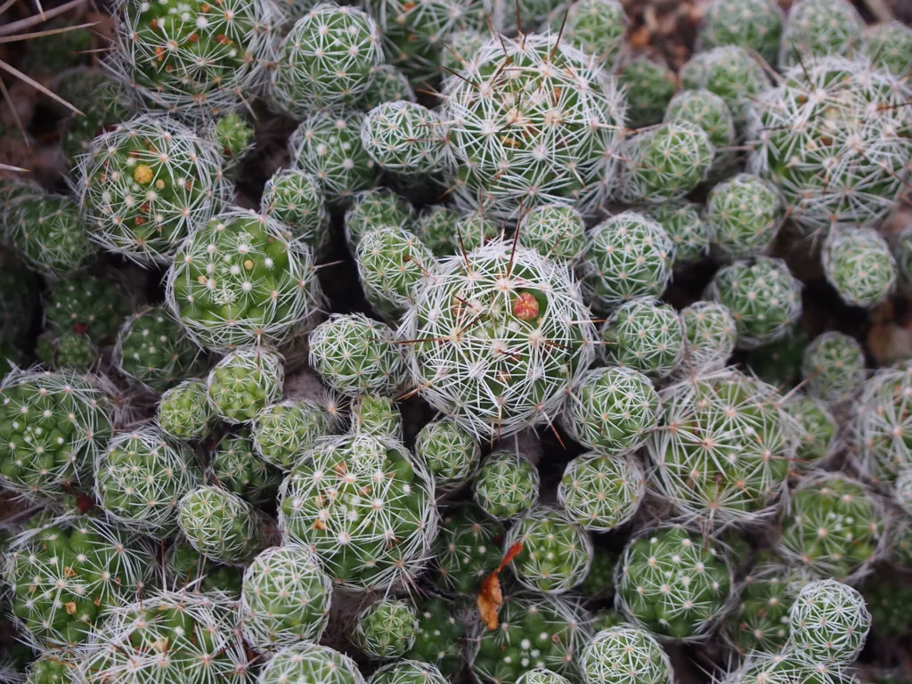 Mammillaria vetula gracilis – (Mammillaria vetula gracilis) – im Garten, Pflanzenfoto