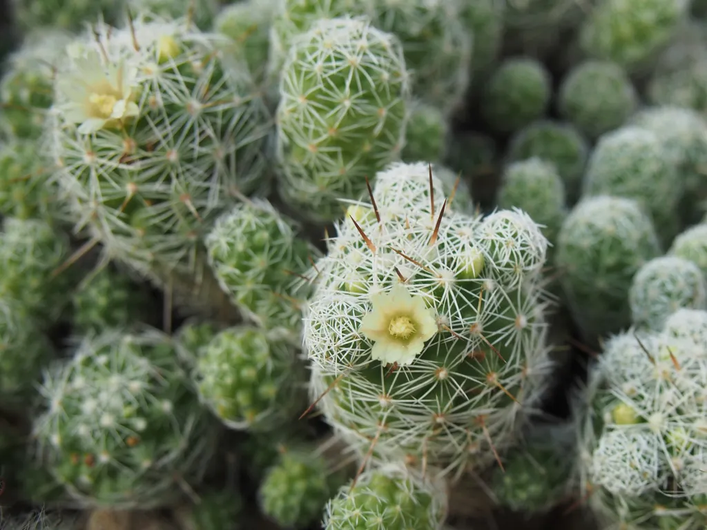 Mammillaria vetula gracilis – (Mammillaria vetula gracilis) – im Garten, Pflanzenfoto