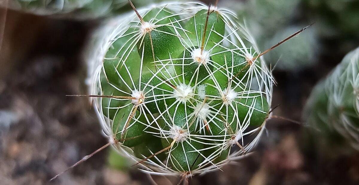 Mammillaria vetula gracilis – Pflanzenfoto